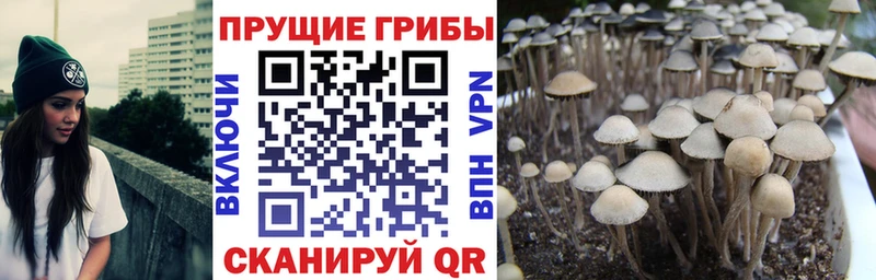 Галлюциногенные грибы Cubensis  Светлый 